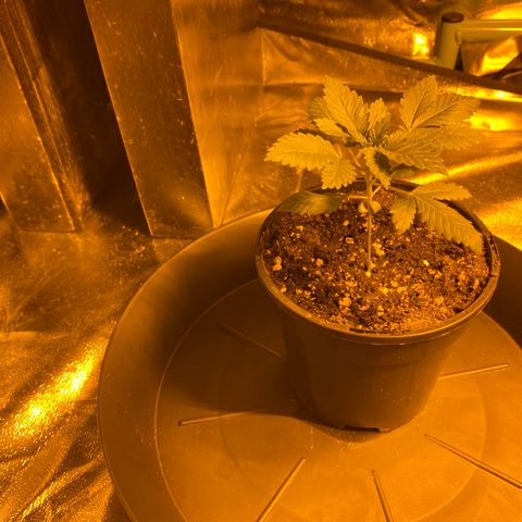 5 divas  growlog timeline photo