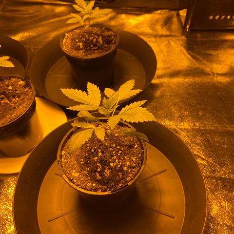 5 divas  growlog timeline photo