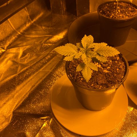 5 divas  growlog timeline photo