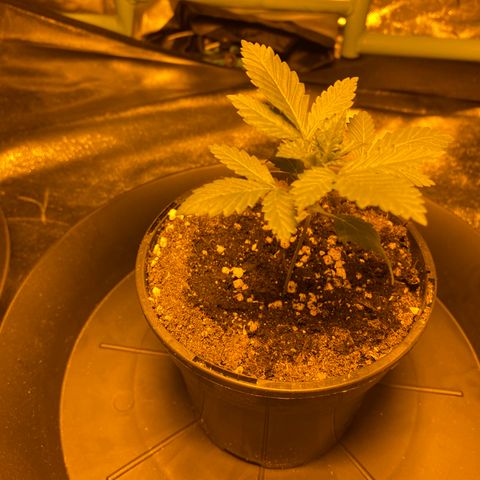 5 divas  growlog timeline photo