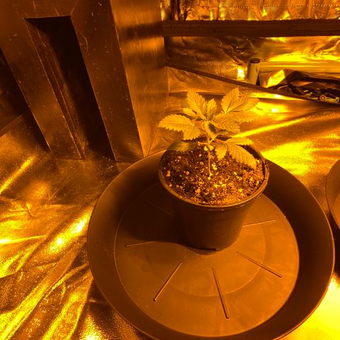 5 divas  growlog timeline photo
