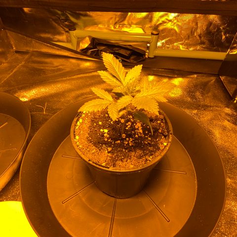 5 divas  growlog timeline photo