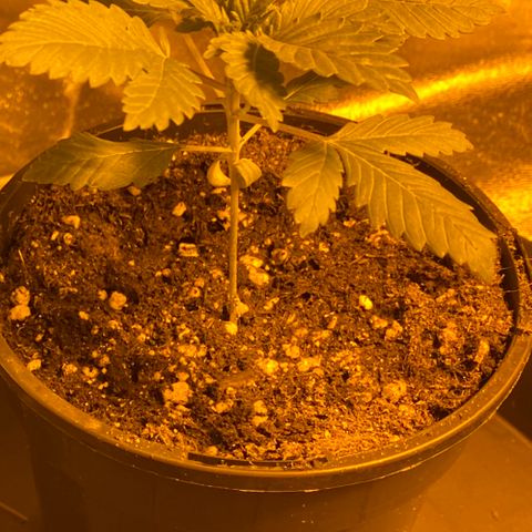 5 divas  growlog timeline photo