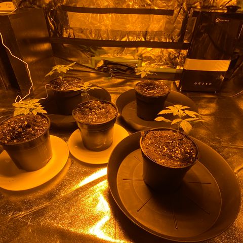5 divas  growlog timeline photo