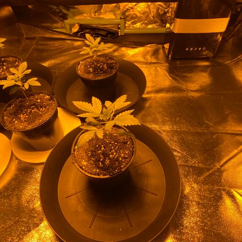 5 divas  growlog timeline photo