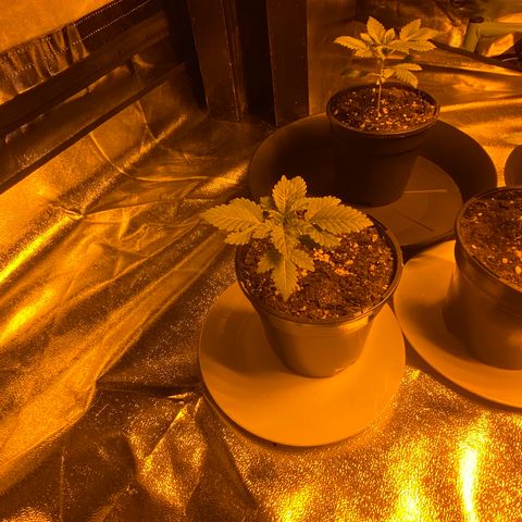 5 divas  growlog timeline photo