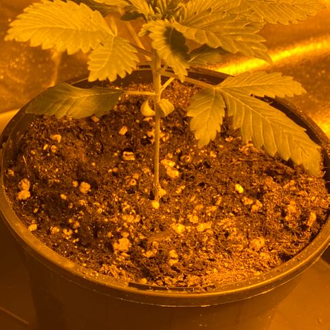 5 divas  growlog timeline photo