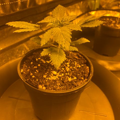 5 divas  growlog timeline photo