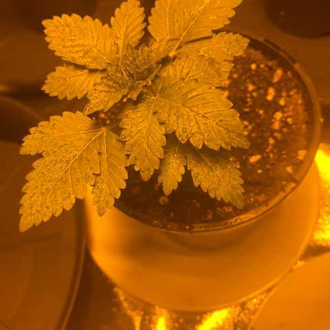 5 divas  growlog timeline photo