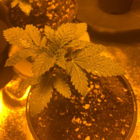5 divas  growlog timeline photo