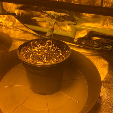 5 divas  growlog timeline photo