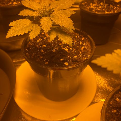 5 divas  growlog timeline photo