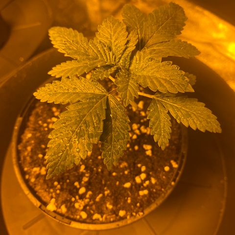 5 divas  growlog timeline photo