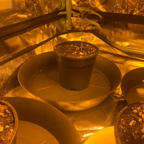 5 divas  growlog timeline photo