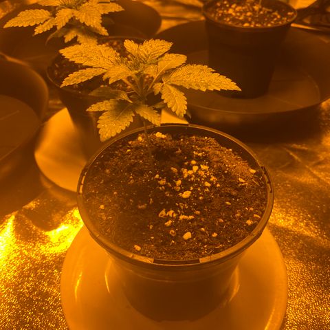 5 divas  growlog timeline photo