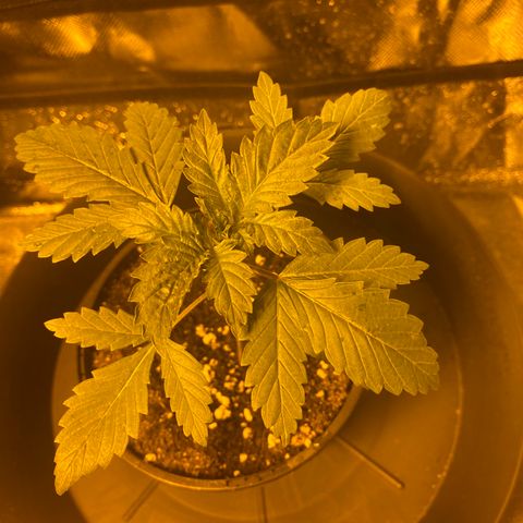 5 divas  growlog timeline photo