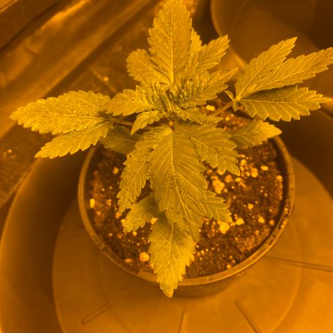 5 divas  growlog timeline photo