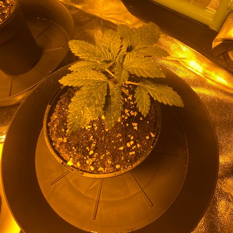 5 divas  growlog timeline photo