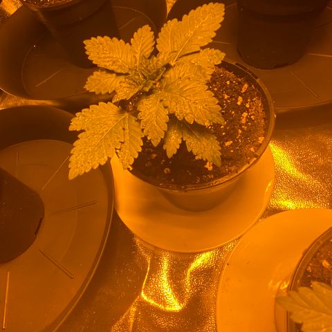 5 divas  growlog timeline photo