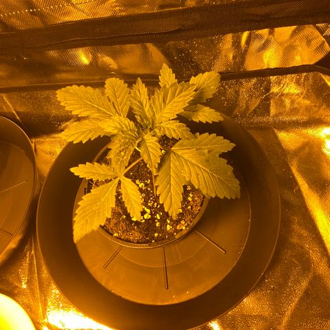 5 divas  growlog timeline photo
