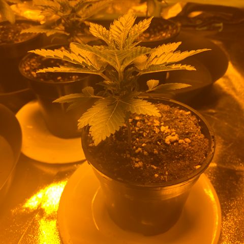 5 divas  growlog timeline photo