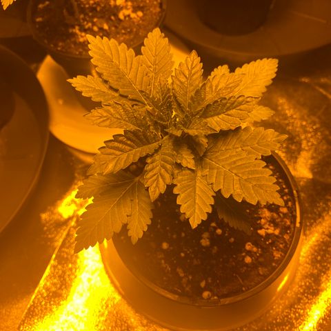 5 divas  growlog timeline photo