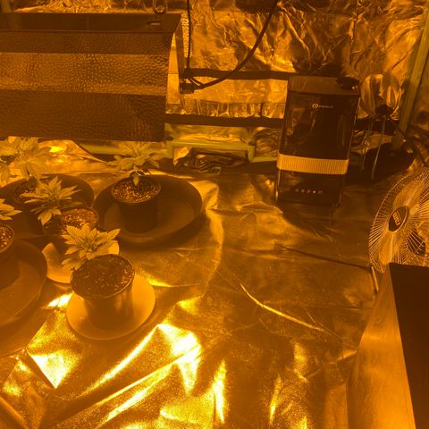 5 divas  growlog timeline photo