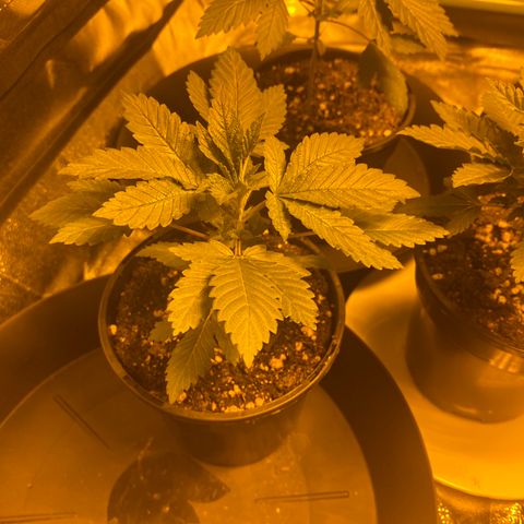 5 divas  growlog timeline photo