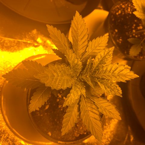 5 divas  growlog timeline photo