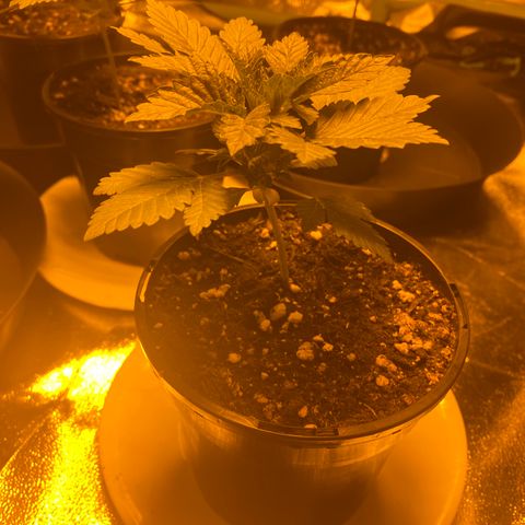 5 divas  growlog timeline photo