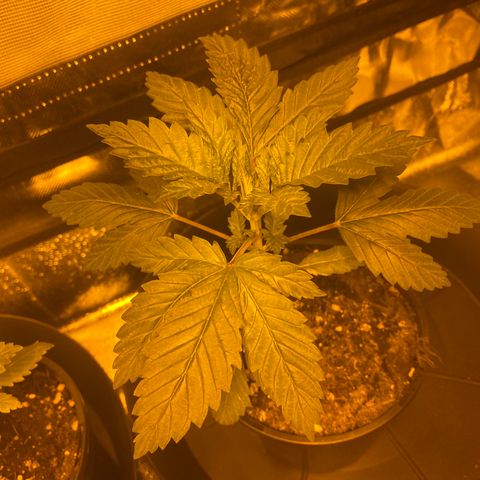 5 divas  growlog timeline photo