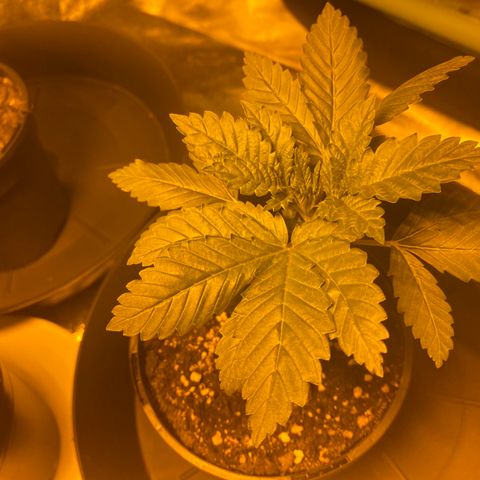 5 divas  growlog timeline photo