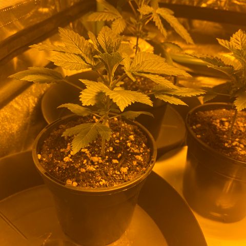 5 divas  growlog timeline photo