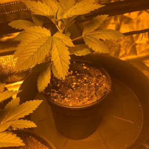 5 divas  growlog timeline photo