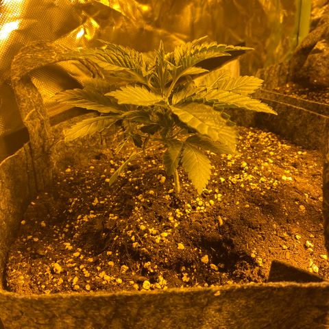 5 divas  growlog timeline photo