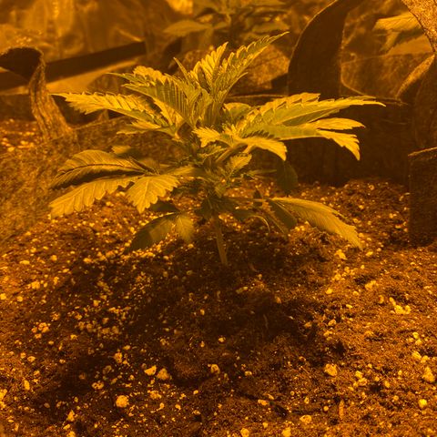 5 divas  growlog timeline photo