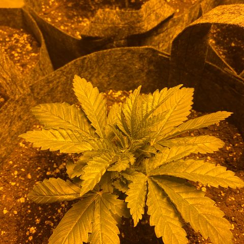 5 divas  growlog timeline photo