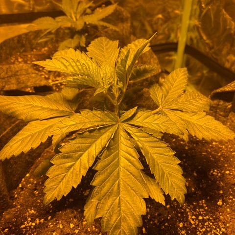 5 divas  growlog timeline photo