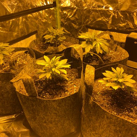 5 divas  growlog timeline photo