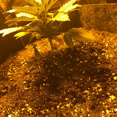 5 divas  growlog timeline photo