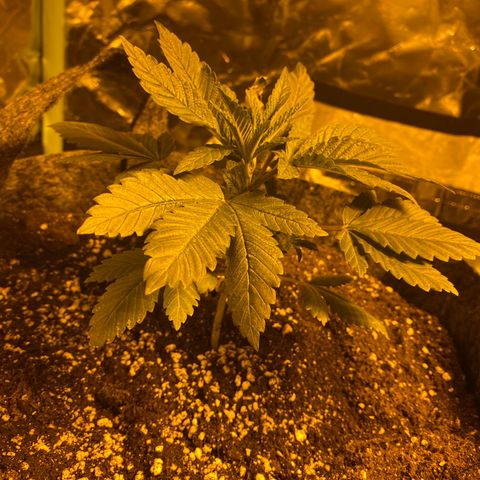 5 divas  growlog timeline photo