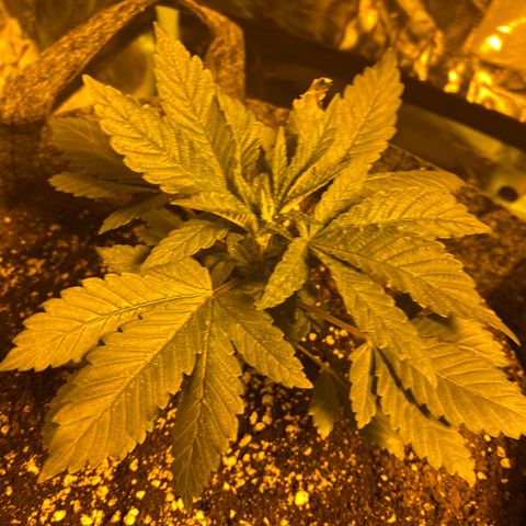 5 divas  growlog timeline photo
