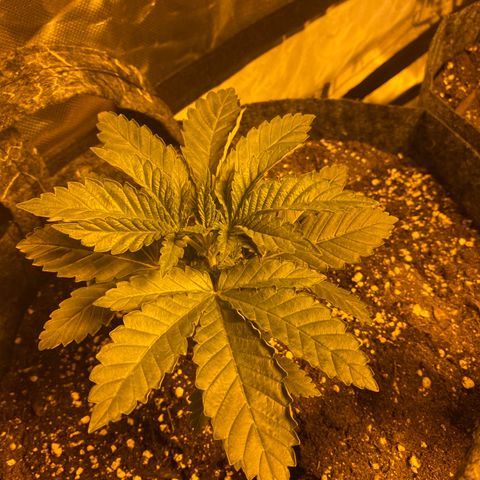 5 divas  growlog timeline photo