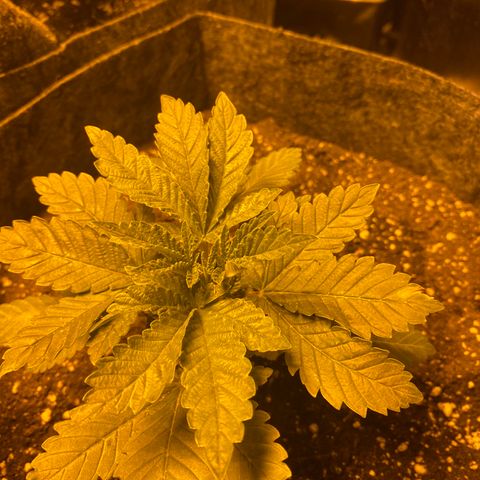 5 divas  growlog timeline photo