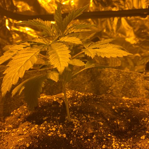 5 divas  growlog timeline photo