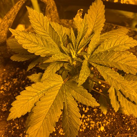 5 divas  growlog timeline photo