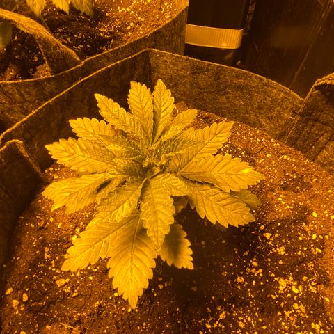 5 divas  growlog timeline photo