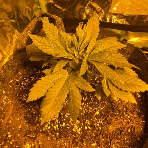 5 divas  growlog timeline photo