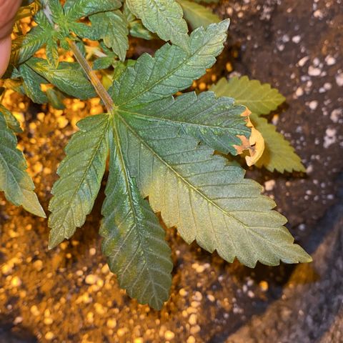 5 divas  growlog timeline photo