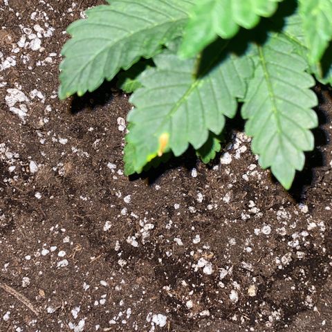 5 divas  growlog timeline photo